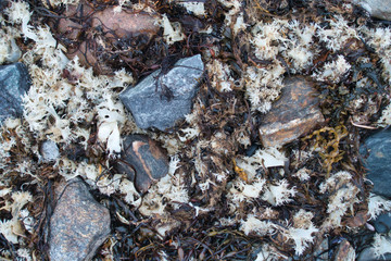 Outside nature photo featuring a strange white seaweed good for textures and Background