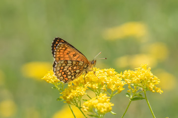 Fototapeta premium butterfly on flower