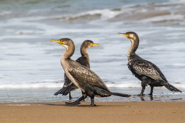 Bright portrait image in warm colors of a Phalacrocorax carbo (great cormorant, great black...