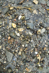 Outside nature photo featuring snail shells and stones that are wet