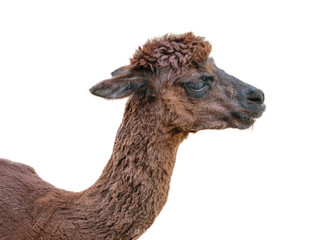Alpaca with thick brown hair isolated on white background.