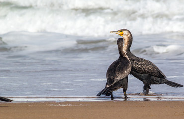 Bright portrait image in warm colors of a Phalacrocorax carbo (great cormorant, great black cormorant, black cormorant, large cormorant, black shag) standing on the beach