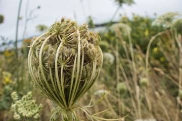 Outside nature photo featuring up close photo of Queen Anne's lace