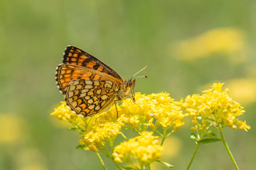 butterfly on flower