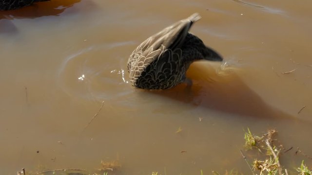 Pacific black duck dives into river water searching for food