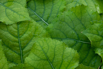 pile of fresh, green leaves