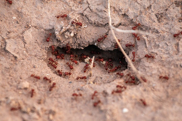 busy ants working in the evening
