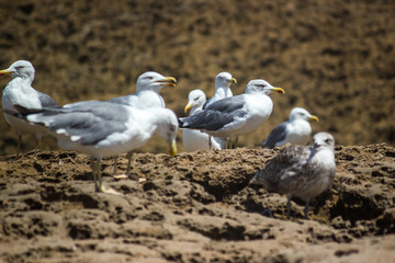 Sea Gulls close up Sea gulls in a rocky beach standing morning male and female geoland in morocco agadir