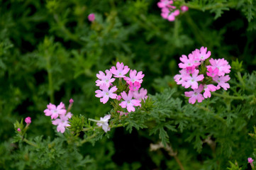 ピンク色の小さい花が可愛らしいバーベナ