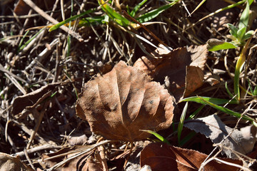 hoja seca de invierno iluminada por el sol