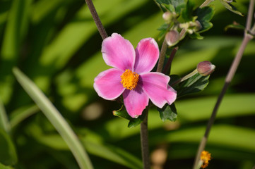 萼片が花びらのように見えるシュウメイギクの花