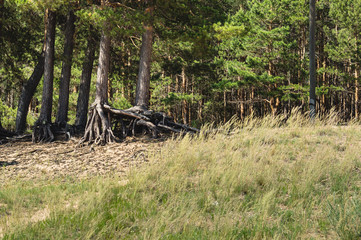 pines with roots sticking out above the ground. Forest landscape on a sunny summer day. a walk in the country.