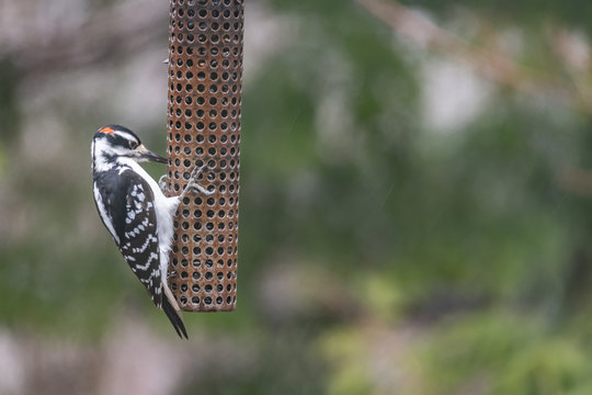 Hairy Woodpecker landscape copy space