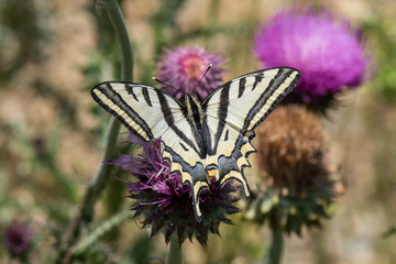 butterfly on flower