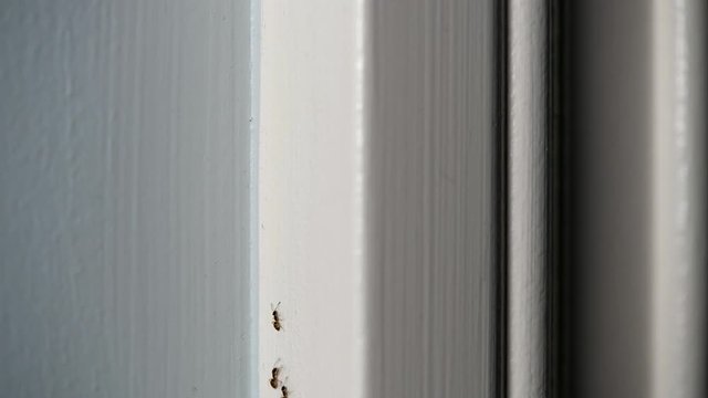 Army of sugar ants march along a door jam with copy space and a shallow depth of field