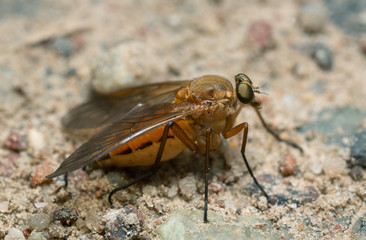Snipe fly, Rhagionidae on ground, macro photo
