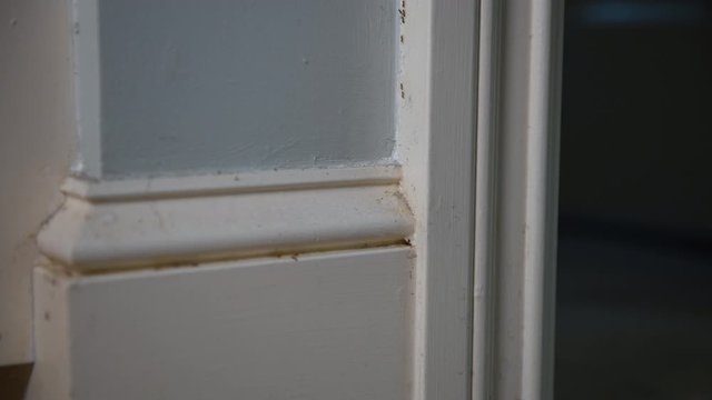 Army of sugar ants march along a door jam with copy space and a shallow depth of field