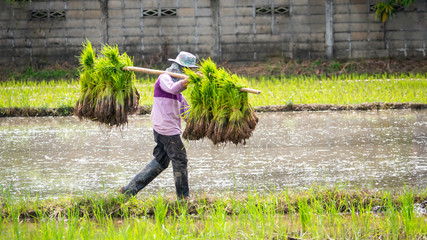 rice farmer working in paddy field - 285382229