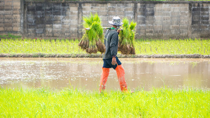 farmer carrying rice bunch in paddy field - 285382232