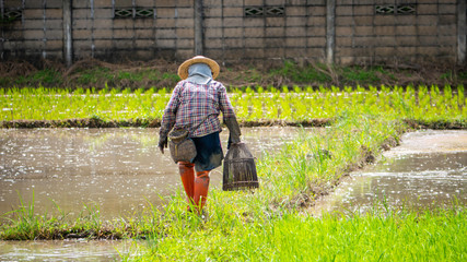 Thai traditional fish catching in the rice field - 285382242