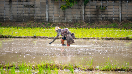 Thai old style fish catching in the rice field - 285382246