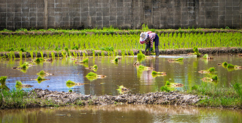 farmer growing rice in paddy field - 285382251