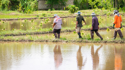 rice farm workers walking in the paddy field - 285382258