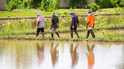 rice farm workers walking in row in the paddy field