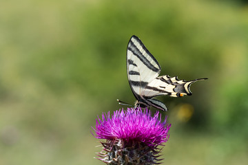 butterfly on flower