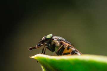 Macro Fly on green leaves.Close up view of the eyes and body a Tabanus.