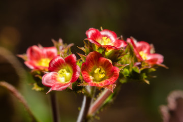 Beautiful red wildflowers on a natural background in spring.