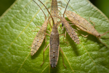 Close up view of the Tenodera Pinapavonis macro view.
