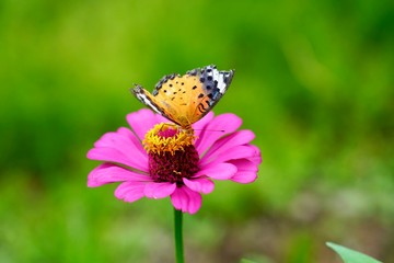 ジニアプロフュージョンにツマグロヒョウモン