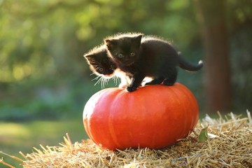 Halloween.Cat and pumpkin.Two fluffy kittens on a  orange pumpkin on a bale of straw in the garden...