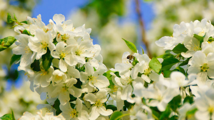 white flowers of apple tree in spring
