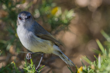 Grey Warbler Endemic to New Zealand