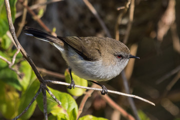 Grey Warbler Endemic to New Zealand