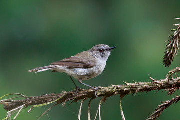 Grey Warbler Endemic to New Zealand