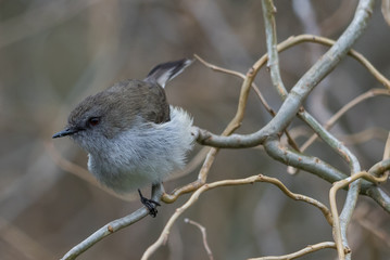 Fototapeta premium Grey Warbler Endemic to New Zealand