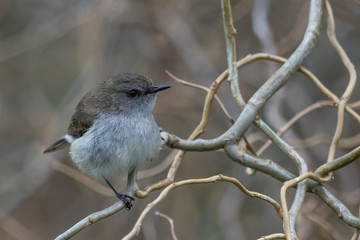 Grey Warbler Endemic to New Zealand