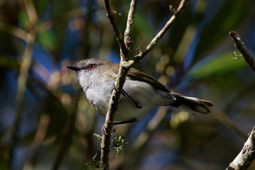 Grey Warbler Endemic to New Zealand