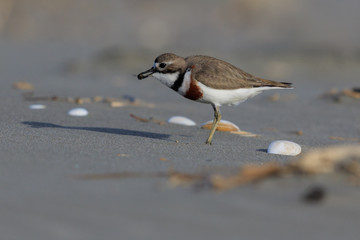Double Banded Dotterel in New Zealand