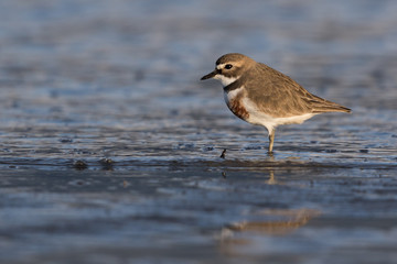 Double Banded Dotterel in New Zealand