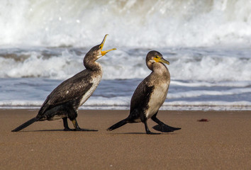 Bright portrait image in warm colors of a Phalacrocorax carbo (great cormorant, great black cormorant, black cormorant, large cormorant, black shag) standing on the beach