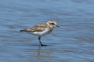 Double Banded Dotterel in New Zealand