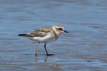 Double Banded Dotterel in New Zealand