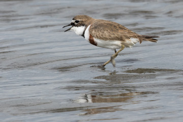 Double Banded Dotterel in New Zealand