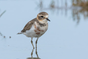 Double Banded Dotterel in New Zealand