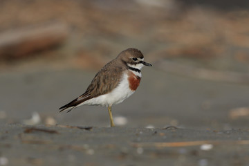 Double Banded Dotterel in New Zealand