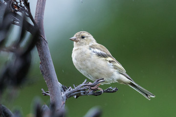 Chaffinch in New Zealand
